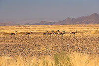 Springboks, Sossusvlei, Namibia - Springboks, desert du Namib 14374