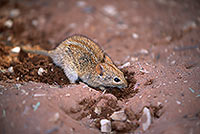 Striped mouse, Sossusvlei, Namibia - Souris rayée, desert du Namib - 14376