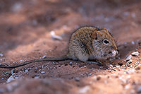 Striped mouse, Sossusvlei, Namibia - Souris rayée, desert du Namib - 14377