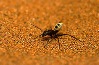 Ant, Namib desert - Fourmi, desert du Namib  - 14393