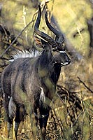 Nyala (Tragelaphus angasii), South Africa - Nyala (SAF-MAM-0154) Nyala (Tragelaphus angasii), South Africa - Nyala (SAF-MAM-0154)