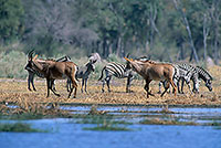 Roan antelopes, Moremi, Botswana -  Antilopes rouanne et zèbres   14418