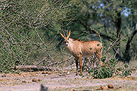 Roan antelope, Moremi, Botswana -  Antilope rouanne  14419