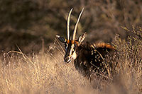 Sable antelope, Kruger NP, S. Africa - Hippotrague noir  14420