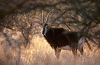 Sable antelope, Kruger NP, S. Africa - Hippotrague noir  14422
