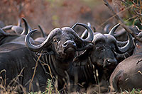 Buffalo (African), herd, Kruger NP, S. Africa -  Buffle africain 14450