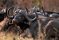 Buffalo (African), herd, Kruger NP, S. Africa -  Buffle africain   14455