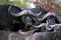 Buffalo (African), and bird, Kruger NP, S. Africa -  Buffle africain   14456
