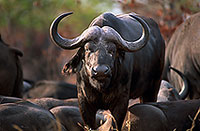 Buffalo (African), herd, Kruger NP, S. Africa -  Buffle africain  14457