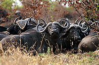 Buffalo (African), herd, Kruger NP, S. Africa -  Buffle africain  14458