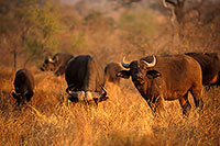 Buffalo (African), herd, Kruger NP, S. Africa -  Buffle africain   14463