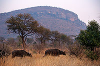 Buffalo (African), herd, Kruger NP, S. Africa -  Buffle africain  14464