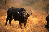 Buffalo (African), Kruger NP, S. Africa -  Buffle africain  14465
