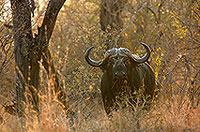 Buffalo (African), Kruger NP, S. Africa - Buffle africain 14472 Buffalo (African), Kruger NP, S. Africa - Buffle africain 14472