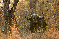 Buffalo (African), Kruger NP, S. Africa - Buffle africain 14472