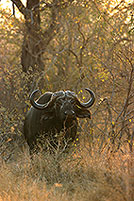 Buffalo (African), Kruger NP, S. Africa -  Buffle africain  14473
