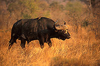 Buffalo (African), Kruger NP, S. Africa -  Buffle africain  14479