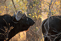 Buffalo (African), head, Kruger NP, S. Africa -  Buffle africain  14480