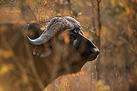 Buffalo (African), head, Kruger NP, S. Africa -  Buffle africain  14481