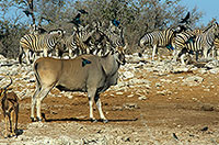 Eland at waterhole, Etosha, Namibia -   Eland du Cap 14555