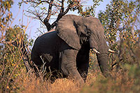 African Elephant, Kruger NP, S. Africa - Elephant africain  14556