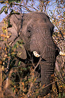 African Elephant, Kruger NP, S. Africa - Elephant africain  14558