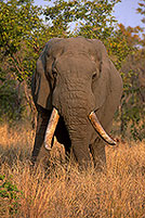 African Elephant, Kruger NP, S. Africa - Elephant africain  14560