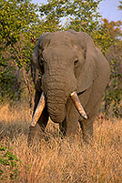 African Elephant, Kruger NP, S. Africa - Elephant africain  14562