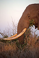 African Elephant, Kruger NP, S. Africa - Elephant africain  14565