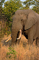 African Elephant, Kruger NP, S. Africa - Elephant africain  14567