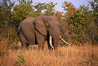 African Elephant, Kruger NP, S. Africa - Elephant africain  14568