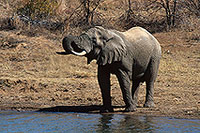 African Elephant, Kruger NP, S. Africa - Elephant africain  14571