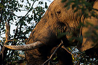 African Elephant, Kruger NP, S. Africa - Elephant africain  14573