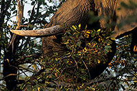 African Elephant, Kruger NP, S. Africa - Elephant africain  14574