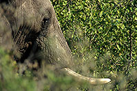African Elephant, Kruger NP, S. Africa - Elephant africain  14575