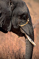 African Elephant, Kruger NP, S. Africa - Elephant africain  14578