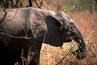 African Elephant, Kruger NP, S. Africa - Elephant africain  14579