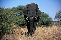 African Elephant, Kruger NP, S. Africa - Elephant africain  14581