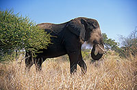 African Elephant, Kruger NP, S. Africa - Elephant africain  14583