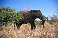 African Elephant, Kruger NP, S. Africa - Elephant africain  14584
