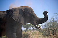 African Elephant, Kruger NP, S. Africa - Elephant africain  14585
