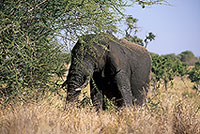 African Elephant, Kruger NP, S. Africa - Elephant africain  14586