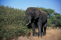 African Elephant, Kruger NP, S. Africa - Elephant africain  14587