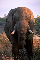 African Elephant, Kruger NP, S. Africa - Elephant africain  14588