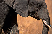 African Elephant, Kruger NP, S. Africa - Elephant africain  14590