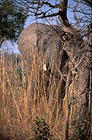 African Elephant, Kruger NP, S. Africa - Elephant africain  14593