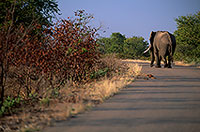 African Elephant, Kruger NP, S. Africa - Elephant africain  14595