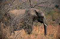 African Elephant, Kruger NP, S. Africa - Elephant africain 14597 African Elephant, Kruger NP, S. Africa - Elephant africain 14597