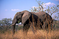 African Elephant, Kruger NP, S. Africa - Elephant africain  14598