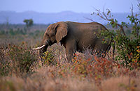 African Elephant, Kruger NP, S. Africa - Elephant africain  14599